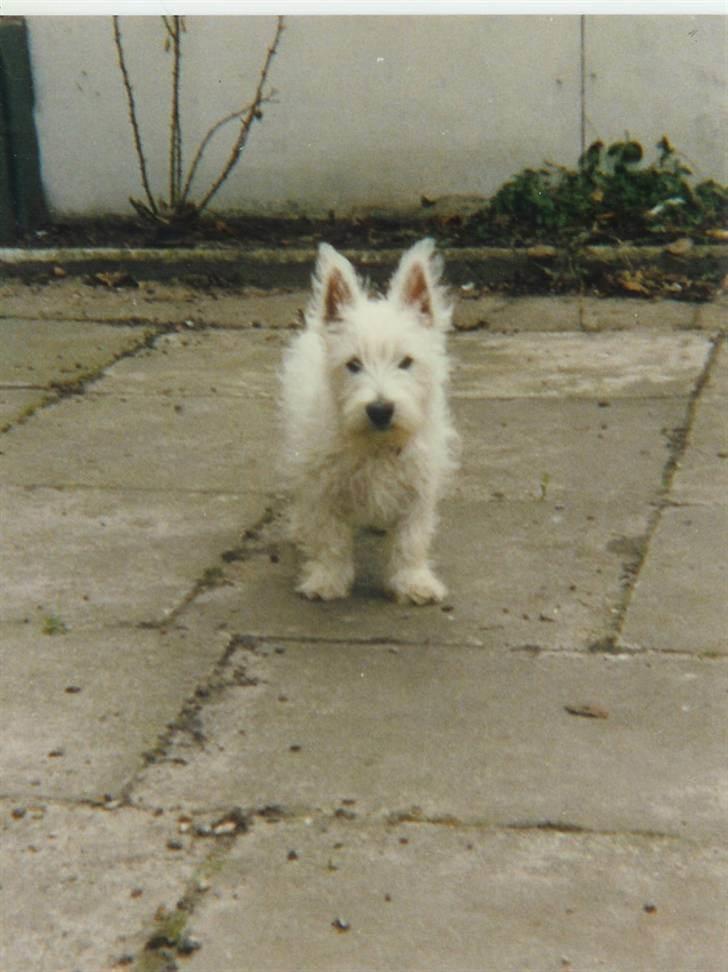 West highland white terrier Nikki † billede 4