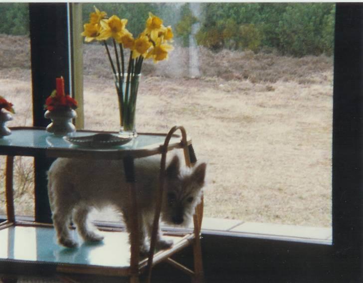 West highland white terrier Nikki † billede 5