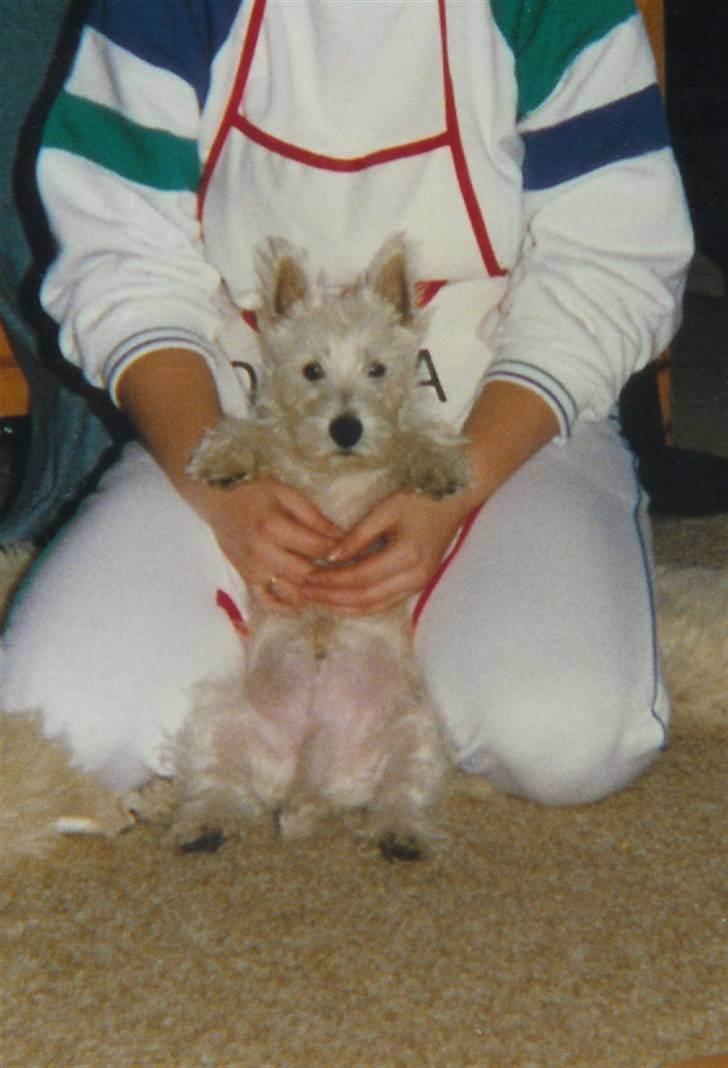 West highland white terrier Nikki † billede 6
