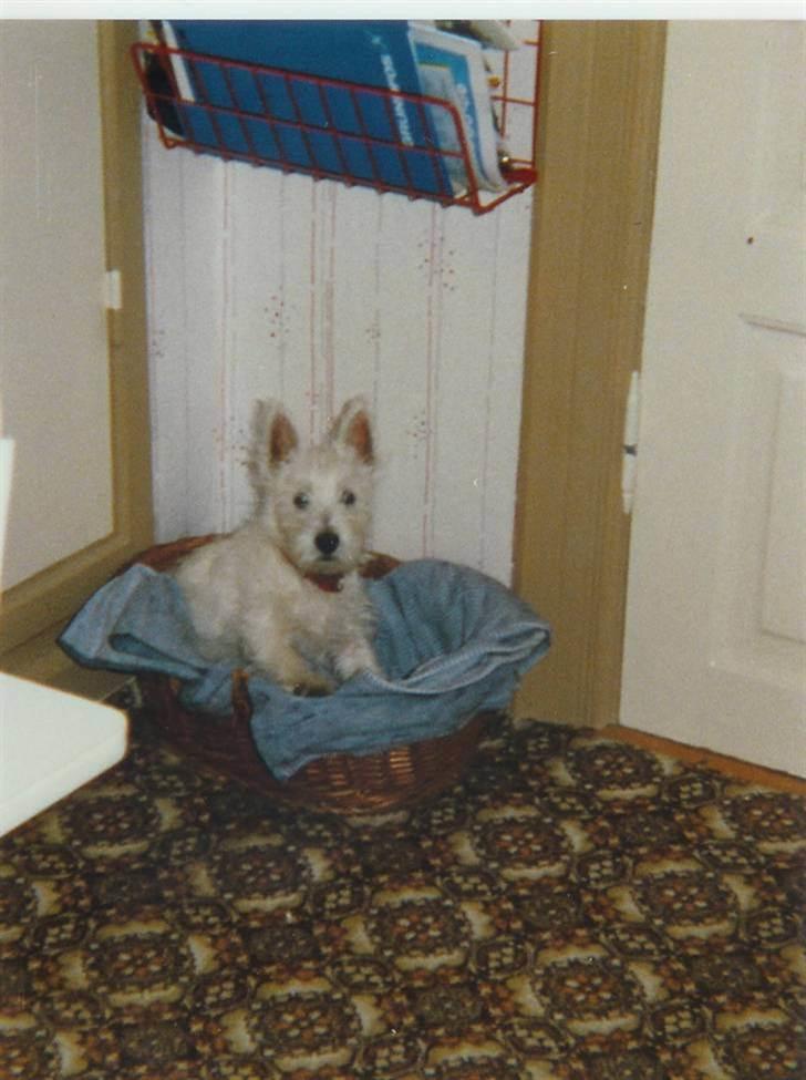 West highland white terrier Nikki † billede 7