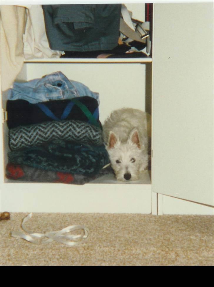 West highland white terrier Nikki † billede 9
