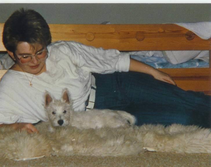 West highland white terrier Nikki † billede 10