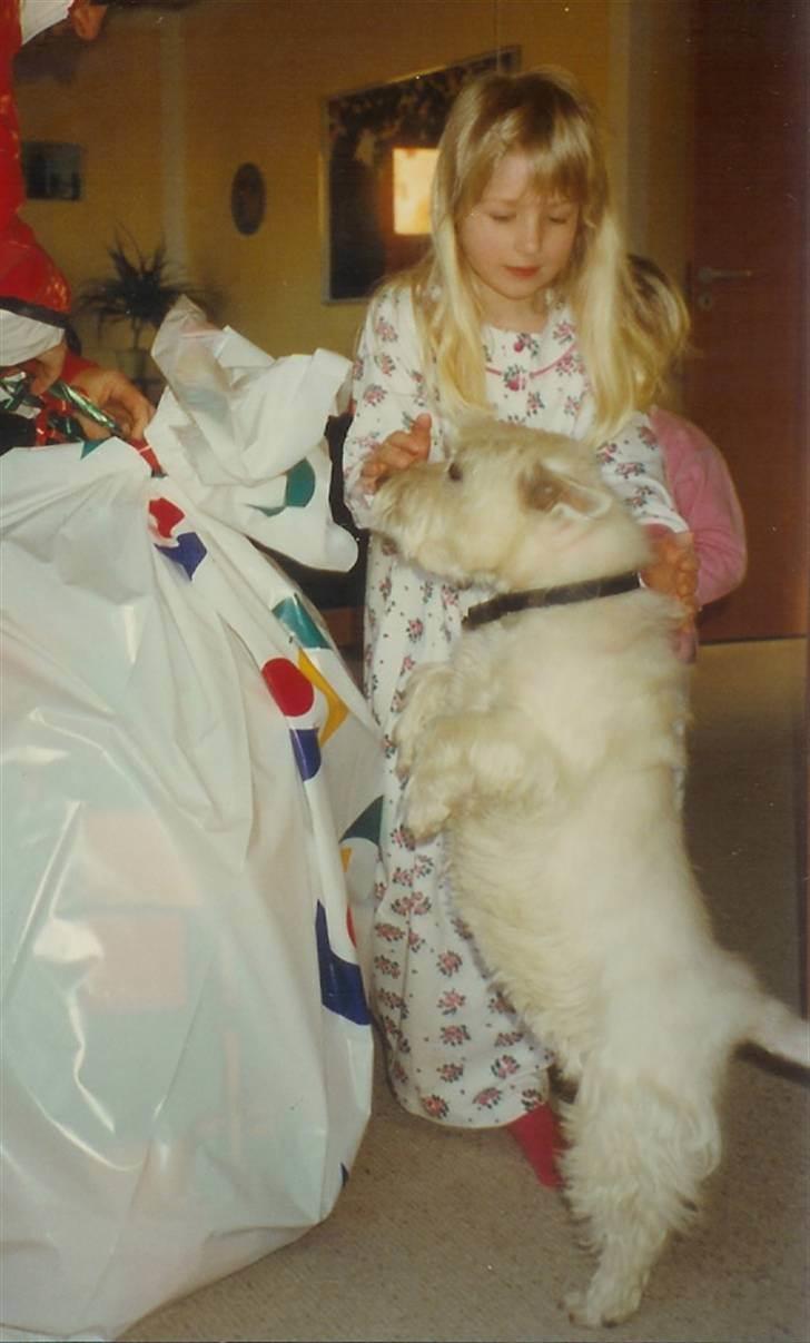 West highland white terrier Nikki † - Ham og mig da jeg var lille :) billede 11