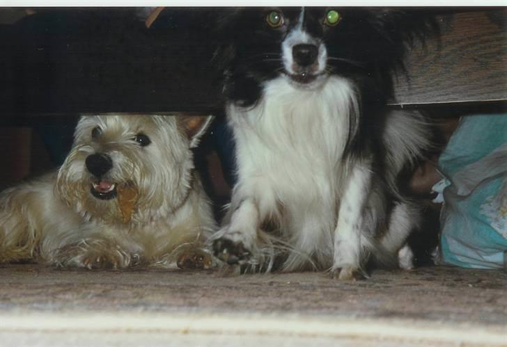 West highland white terrier Nikki † - Nikki sammen med hans bedste ven Tikki billede 12
