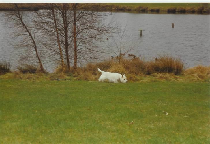West highland white terrier Nikki † billede 13