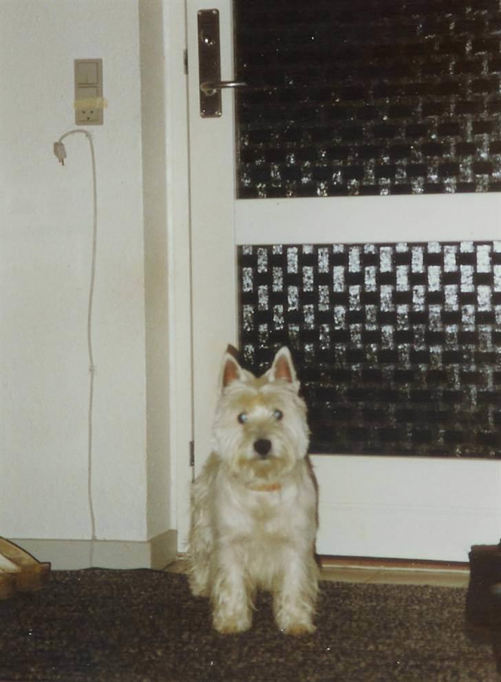 West highland white terrier Nikki † billede 14