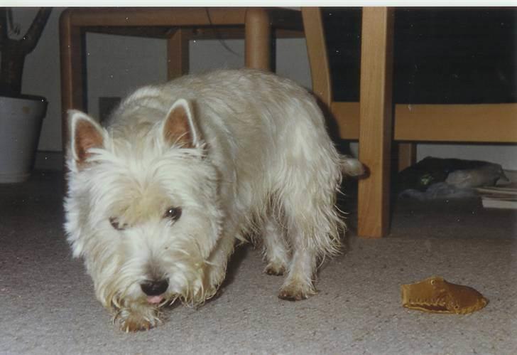 West highland white terrier Nikki † billede 15