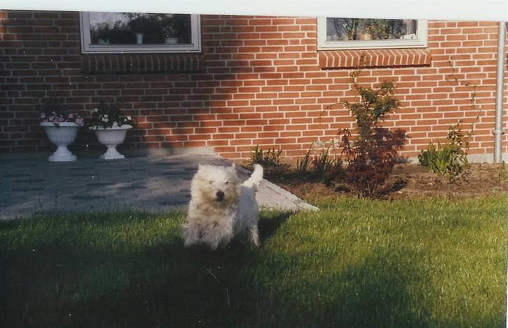 West highland white terrier Nikki † billede 16