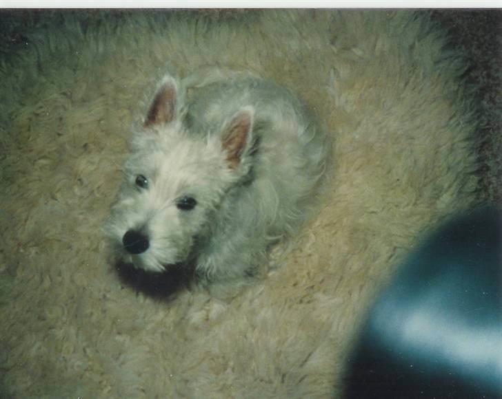 West highland white terrier Nikki † billede 17