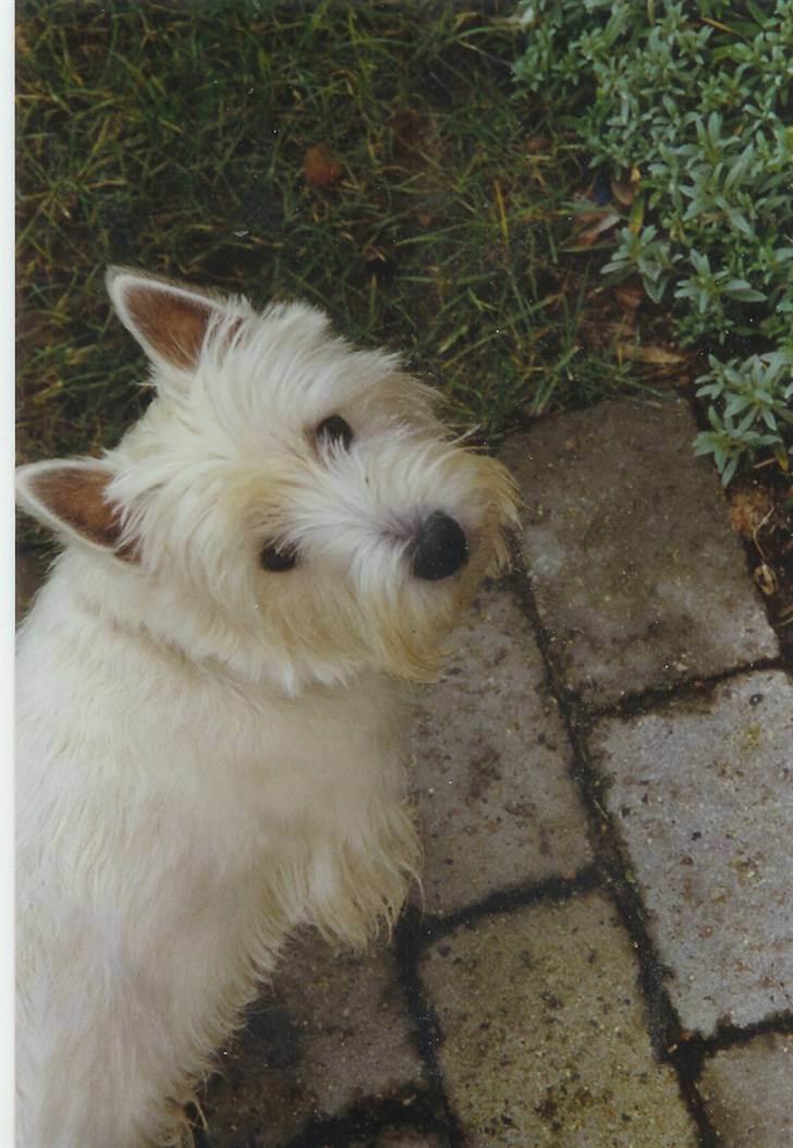 West highland white terrier Nikki † billede 18