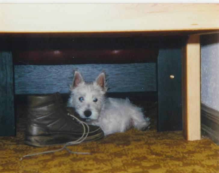 West highland white terrier Nikki † billede 20