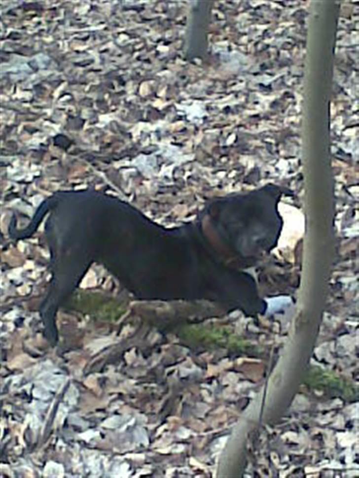 Staffordshire bull terrier Chili billede 6