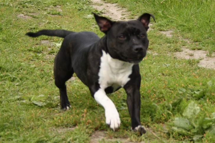Staffordshire bull terrier Chili billede 7