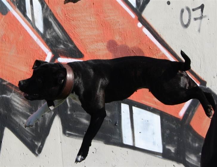 Staffordshire bull terrier Chili billede 8