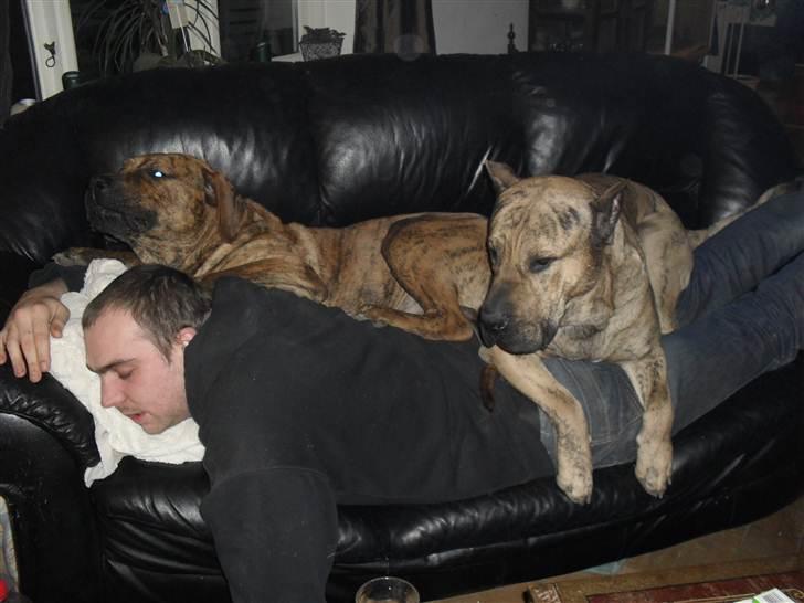 Dogo canario Blobber - 10 måneder gammel putter med far og samson inden der kommer ny sofa billede 20