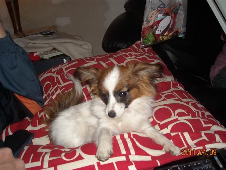 Papillon Cheri meget lille pige - Bette Cheri på 1500 gr som 7 mdr. gammel billede 10