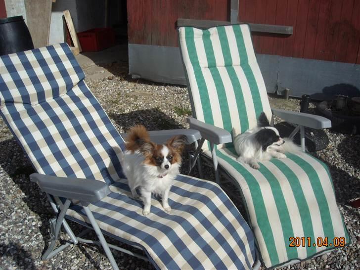 Papillon Cheri meget lille pige - Cheri og farmand Zimba. Begge små bette  Papser:-) billede 11