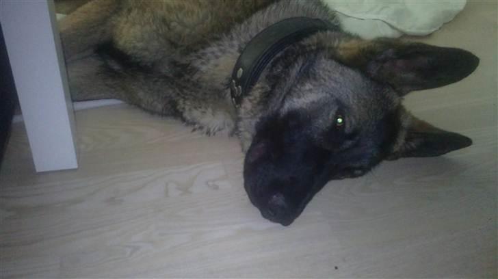 Schæferhund Rex billede 1