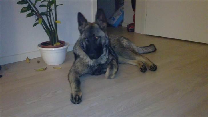 Schæferhund Rex billede 2