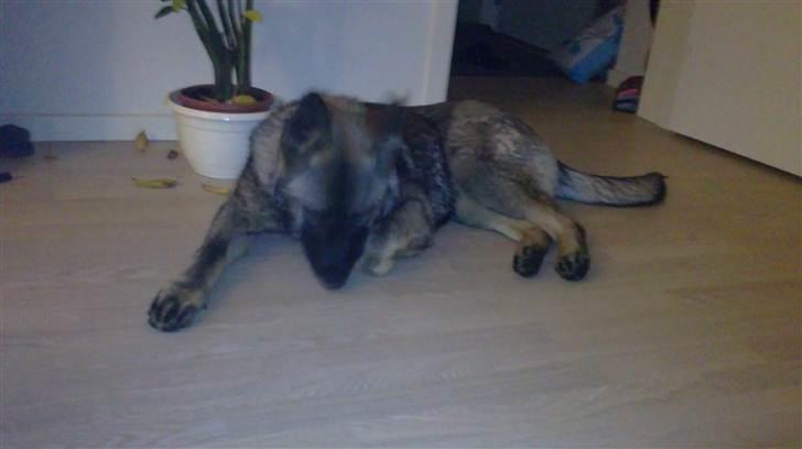 Schæferhund Rex billede 3