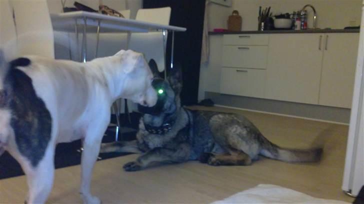 Schæferhund Rex billede 4