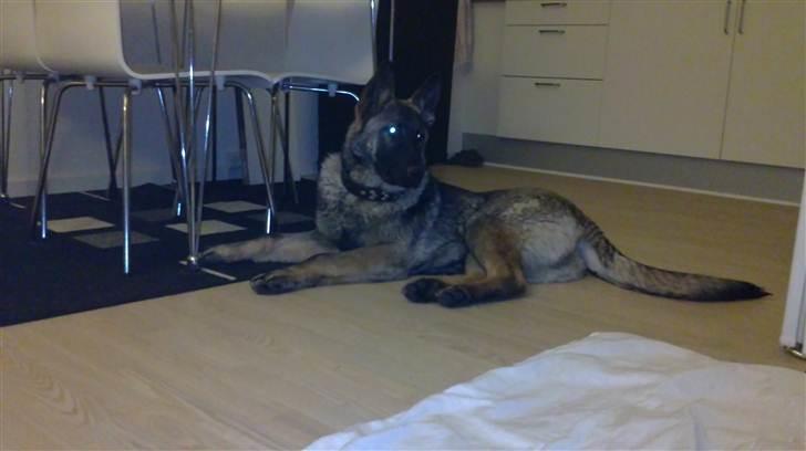 Schæferhund Rex billede 5