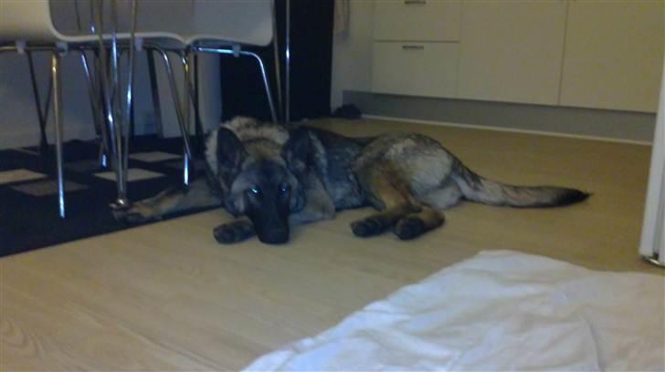 Schæferhund Rex billede 6