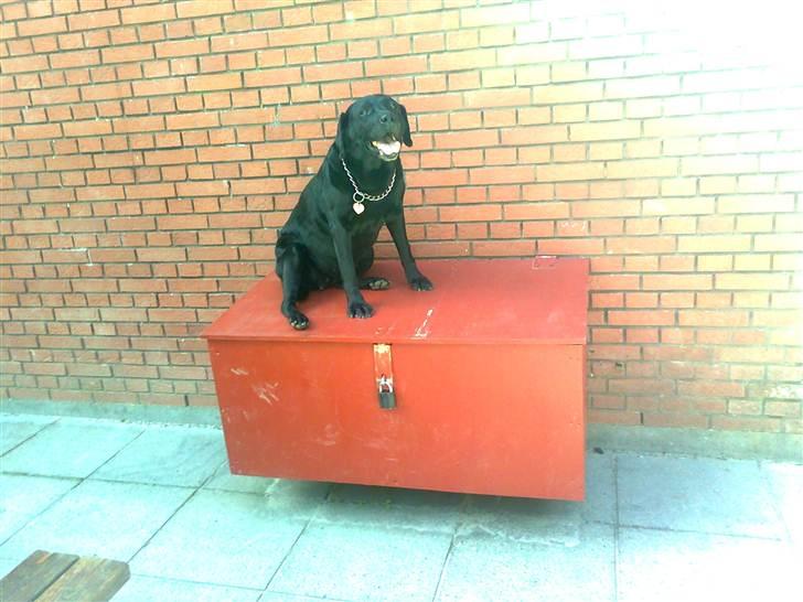 Labrador retriever Hølyst´s Amica R.I.P billede 2