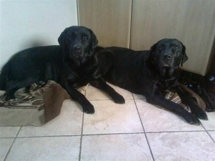 Labrador retriever Hølyst´s Amica R.I.P billede 3