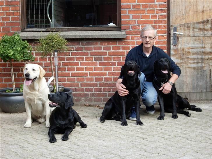 Labrador retriever Hølyst´s Amica R.I.P billede 4