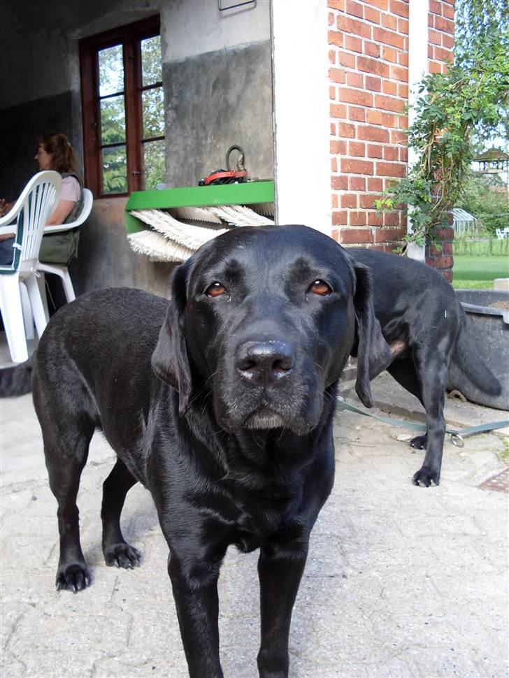 Labrador retriever Hølyst´s Amica R.I.P billede 5