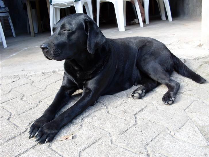 Labrador retriever Hølyst´s Amica R.I.P billede 6
