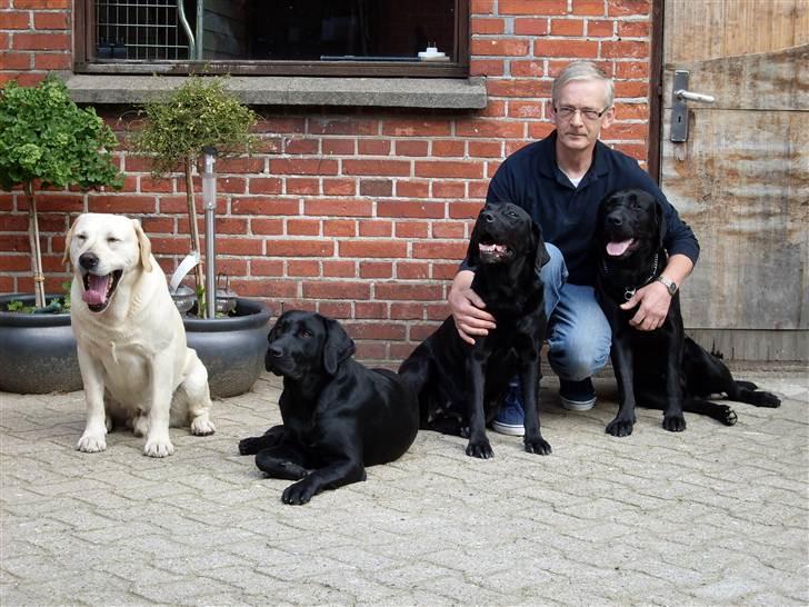 Labrador retriever Hølyst´s Amica R.I.P billede 7