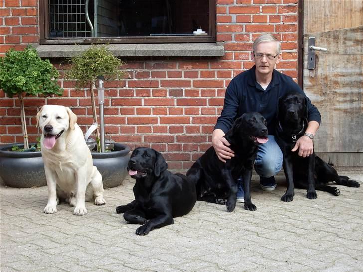 Labrador retriever Hølyst´s Amica R.I.P billede 8