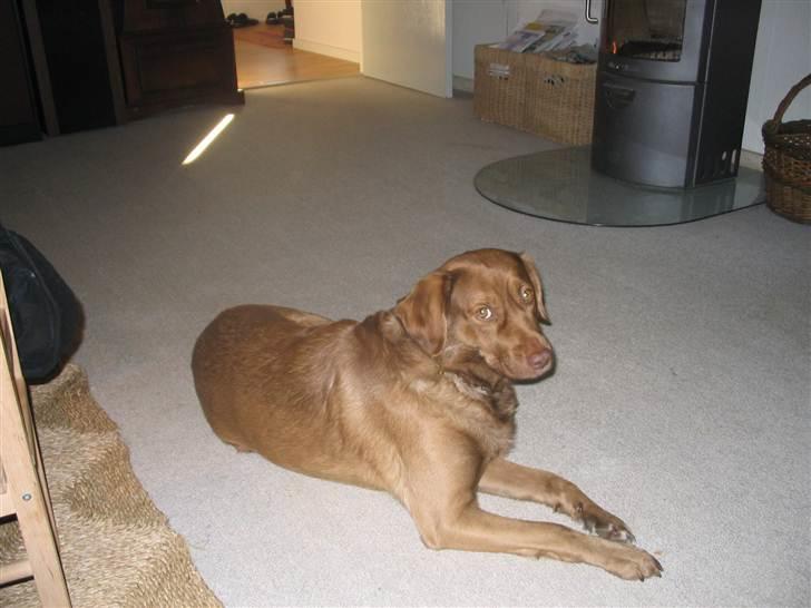 Labrador retriever Buster R.I.P billede 1