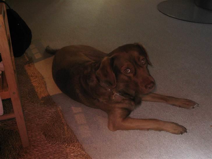 Labrador retriever Buster R.I.P billede 2