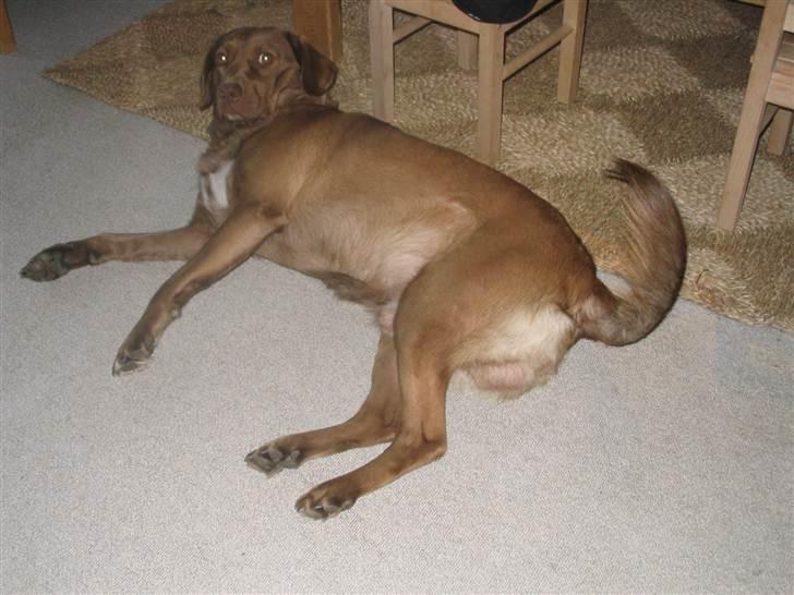 Labrador retriever Buster R.I.P billede 3