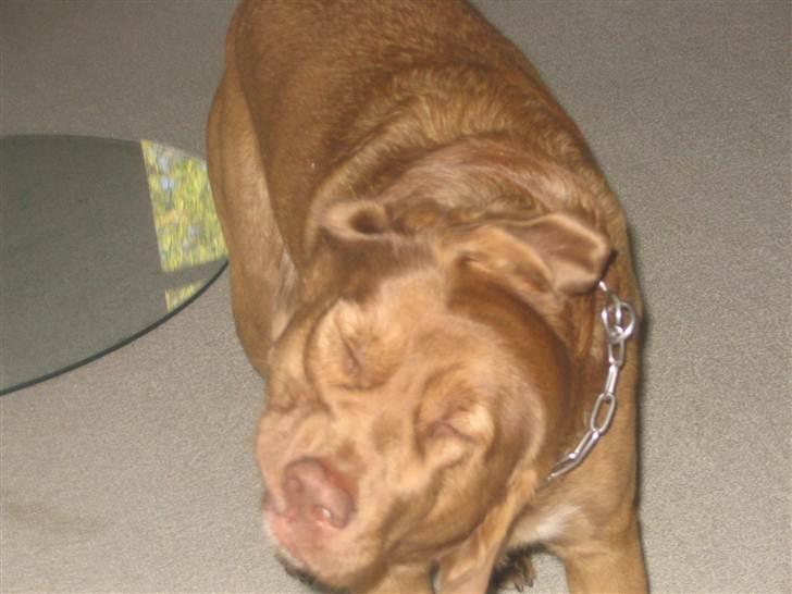 Labrador retriever Buster R.I.P billede 4