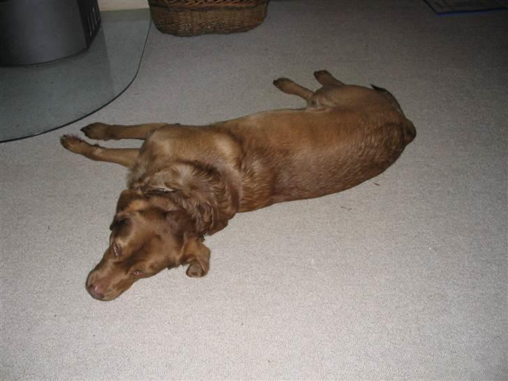 Labrador retriever Buster R.I.P billede 5