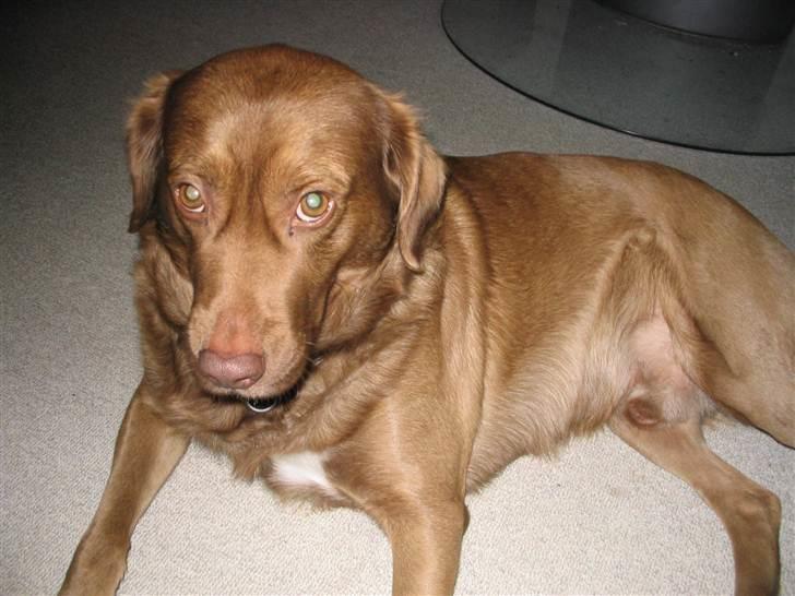 Labrador retriever Buster R.I.P billede 6