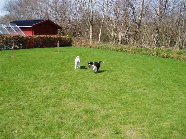 Siberian husky Ayo billede 4