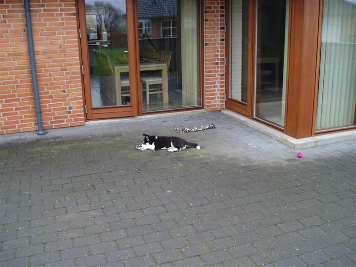 Siberian husky Ayo billede 5