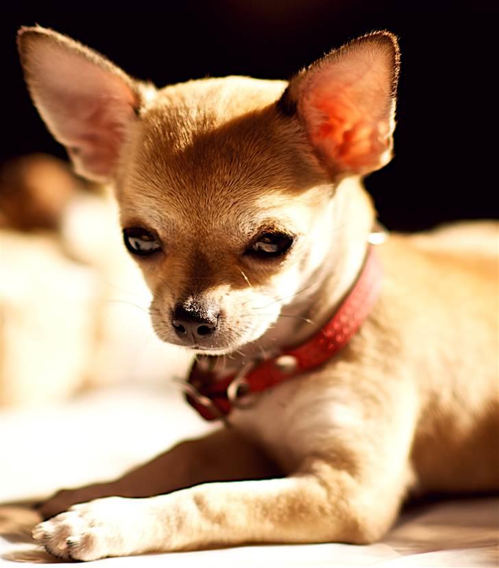 Chihuahua Ella - Little miss sunshine billede 10