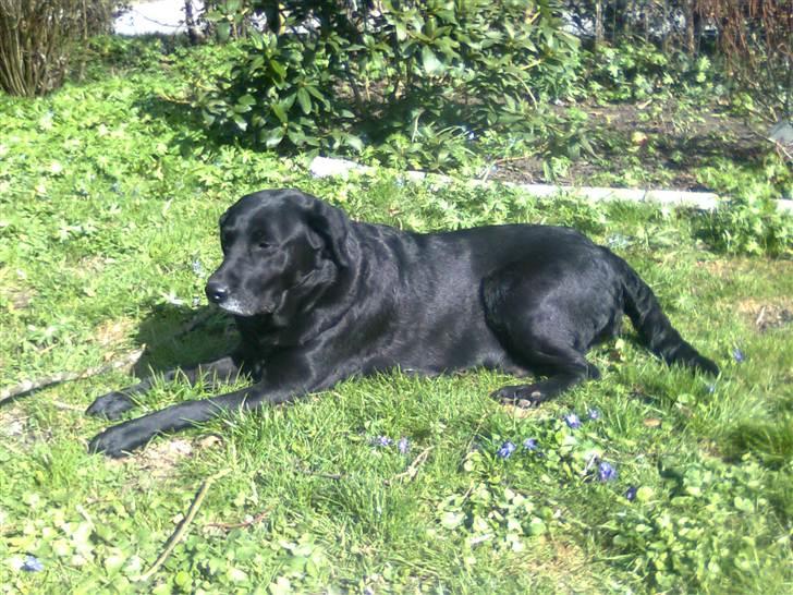 Labrador retriever †.R.I.P June.† 31-01-2014 - ligger og tag sol <3 billede 15