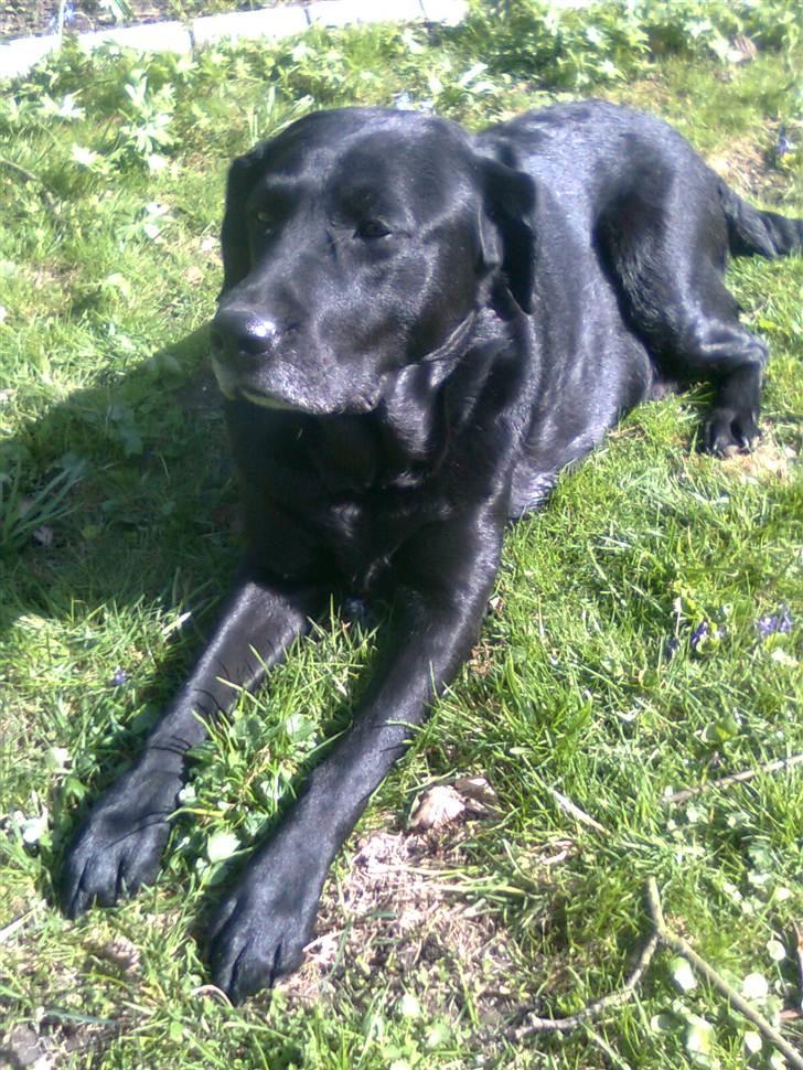 Labrador retriever †.R.I.P June.† 31-01-2014 - <3 billede 25