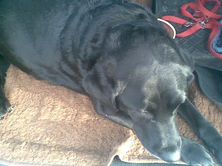 Labrador retriever †.R.I.P June.† 31-01-2014 - hvor june er gravid :)  billede 21