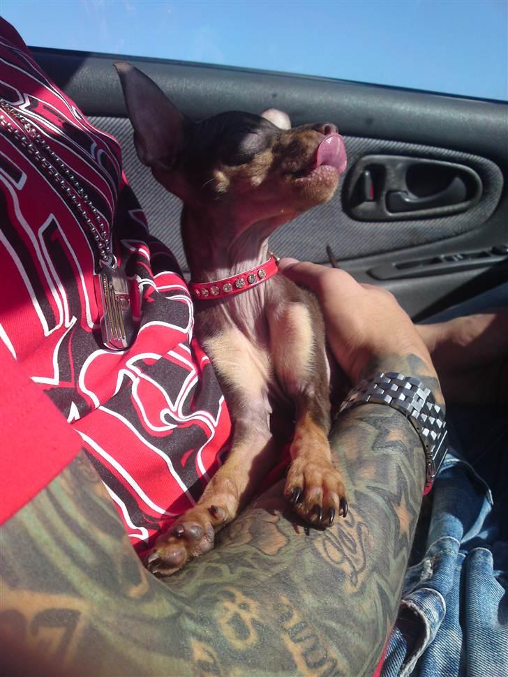 Prazsky krysarik Charlie billede 17