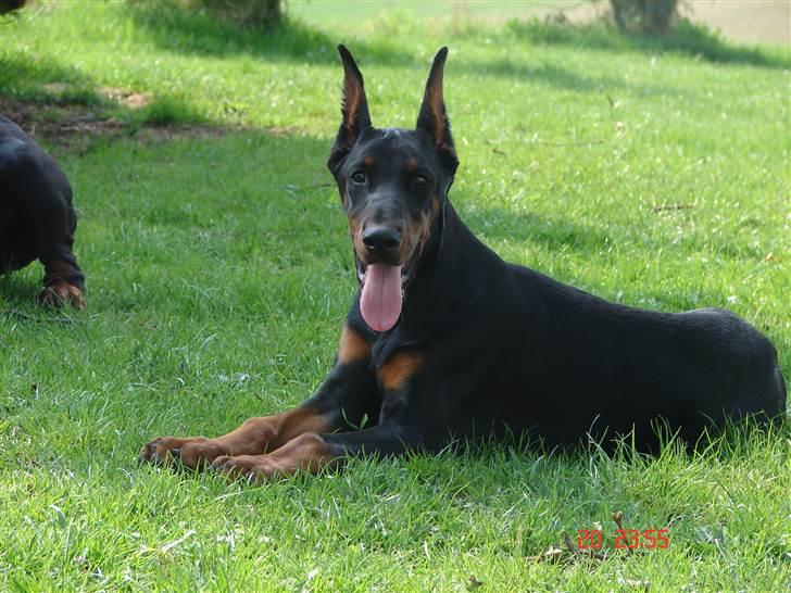 Dobermann Kiesa *RIP* - Her er jeg så mit navn er Kiesa billede 9