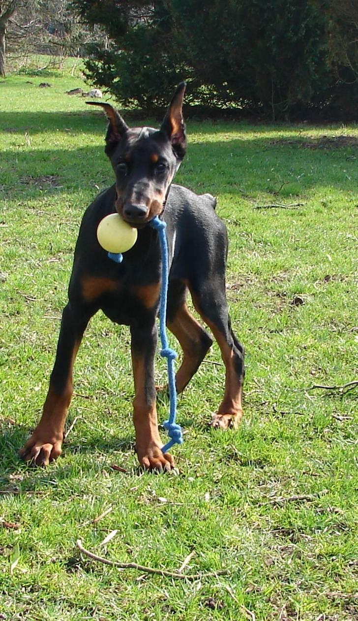 Dobermann Kiesa *RIP* billede 13