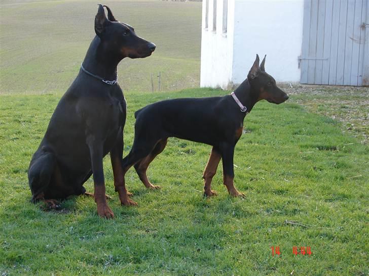 Dobermann Kiesa *RIP* billede 14